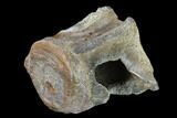 Fossil Whale Lumbar Vertebra - South Carolina #137598-2